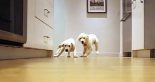 L’évolution de 2 chiots qui courent pour manger