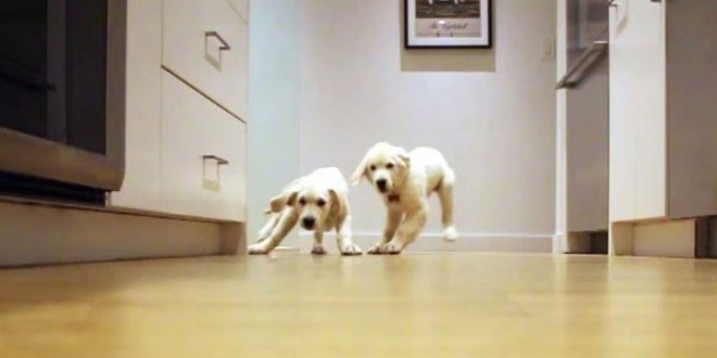 L’évolution de 2 chiots qui courent pour manger